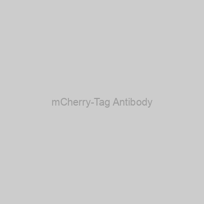 mCherry-Tag Antibody